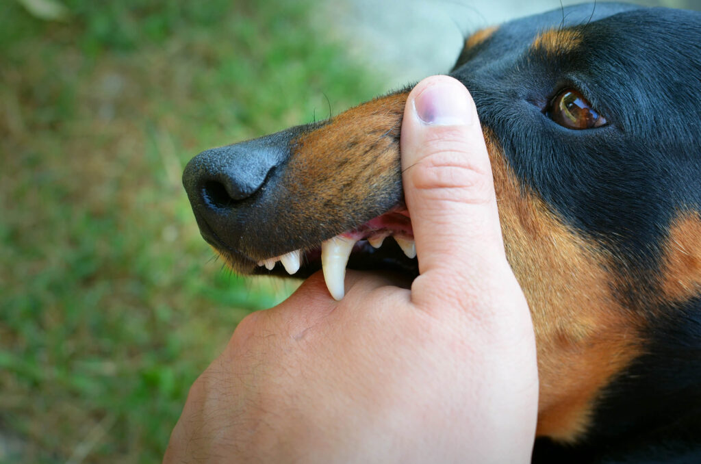 vicious dog showing teeth biting hand